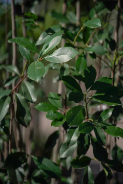 Photinia Fraseri - comprar online