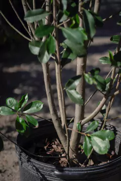 Photinia Fraseri en internet