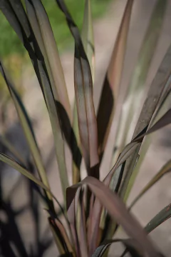 Phormium Tenax Atropurpurea en internet
