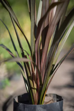 Phormium Tenax Atropurpurea - Viveros El Botánico