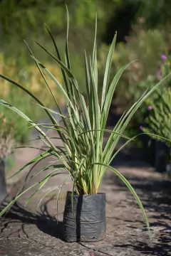 Phormium Tenax Erecta Aurea - comprar online