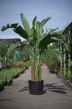 Strelitzia Nicolai en internet