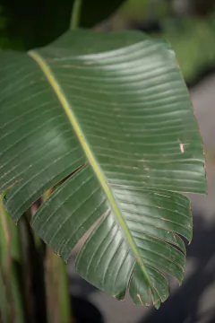 Strelitzia Nicolai - Viveros El Botánico