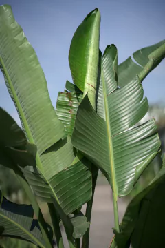 Strelitzia Nicolai - tienda online