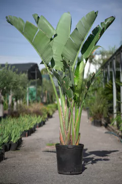 Strelitzia Nicolai