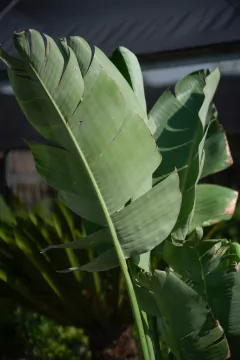 Strelitzia Nicolai - comprar online