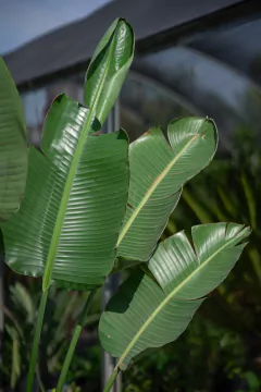 Strelitzia Nicolai - tienda online