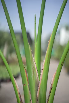 Imagen de Strelitzia Nicolai