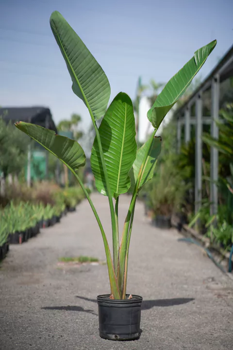 Strelitzia Nicolai - comprar online