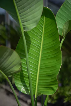 Strelitzia Nicolai en internet