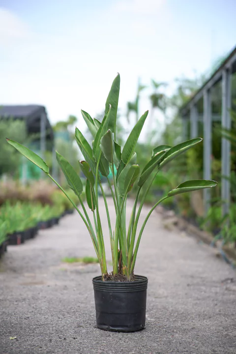 Strelitzia Reginae - comprar online