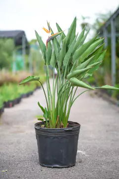 Imagen de Strelitzia Reginae
