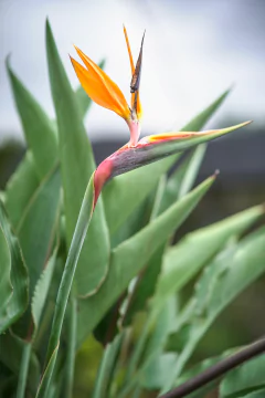 Strelitzia Reginae