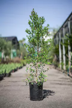 Eugenia Myrtifolia - tienda online