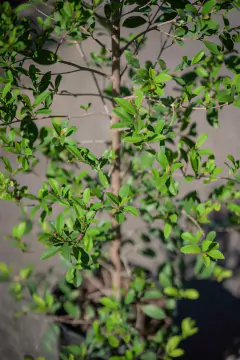 Imagen de Eugenia Myrtifolia