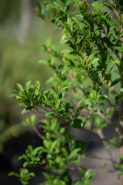 Eugenia Myrtifolia