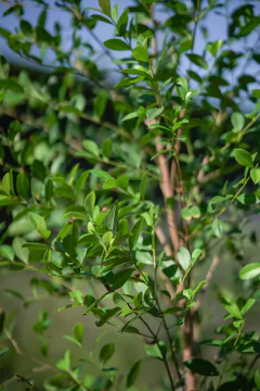 Eugenia Myrtifolia en internet