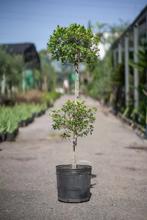 Eugenia Myrtifolia Doble Copa