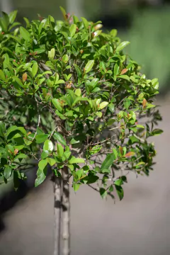 Eugenia Myrtifolia Doble Copa - comprar online