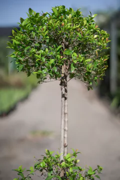 Eugenia Myrtifolia Doble Copa en internet