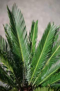 Cyca Revoluta - Viveros El Botánico