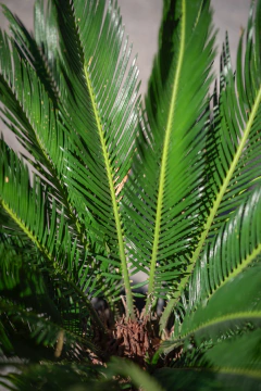 Cyca Revoluta en internet