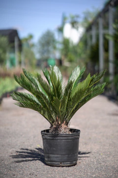 Cyca Revoluta - comprar online