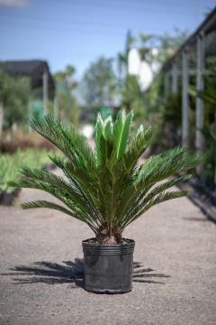 Cyca Revoluta - tienda online