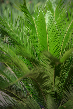 Cyca Revoluta en internet