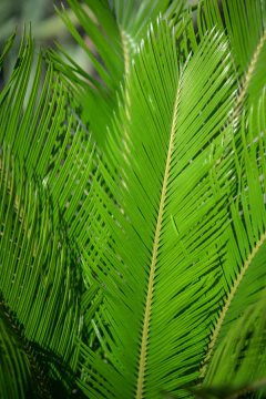 Cyca Revoluta - Viveros El Botánico