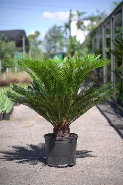 Cyca Revoluta - tienda online