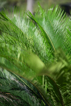 Imagen de Cyca Revoluta