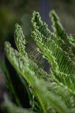 Cyca Revoluta - Viveros El Botánico