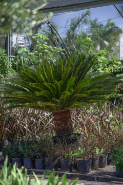 Cyca Revoluta - tienda online