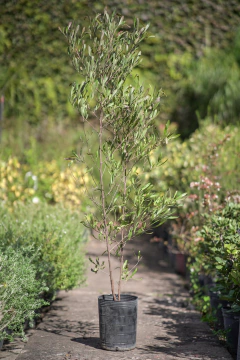 Dodonea Viscosa Purpurea - comprar online