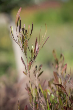 Dodonea Viscosa Purpurea - Viveros El Botánico