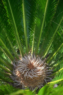 Imagen de Cyca Revoluta