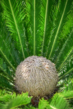 Cyca Revoluta - comprar online