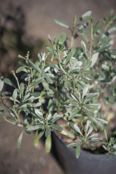 Convolvulus Cneorum - Viveros El Botánico