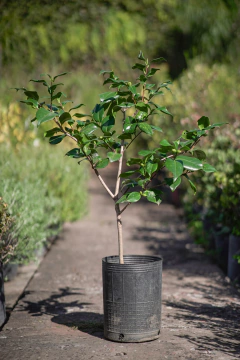 Camelia Japonica - comprar online