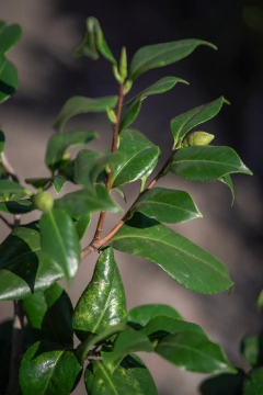 Camelia Japonica - Viveros El Botánico