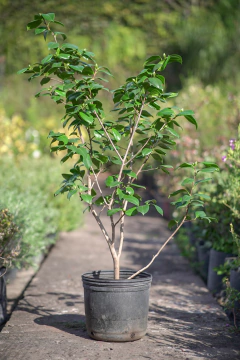 Camelia Japonica - tienda online