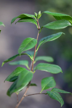 Imagen de Camelia Japonica