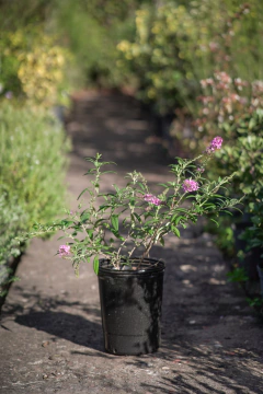 Buddleia Davidii - comprar online