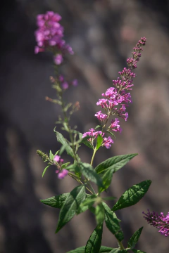 Buddleia Davidii en internet