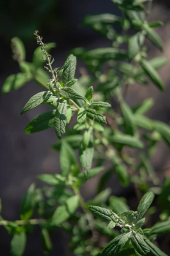 Buddleia Davidii - Viveros El Botánico