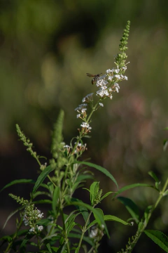 Imagen de Buddleia Davidii