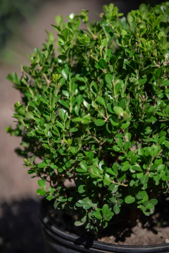 Buxus Sempervirens Bocha en internet