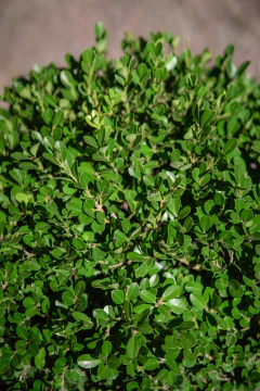 Buxus Sempervirens Bocha