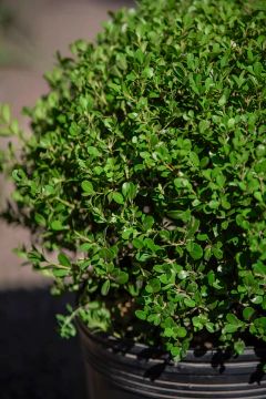 Buxus Sempervirens Bocha en internet